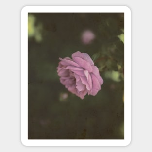 Vintage pink rose Sticker